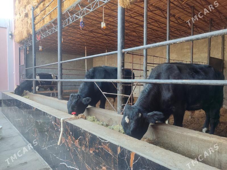 3 саны Окуз черный пёстер - Türkmenabat - img 2