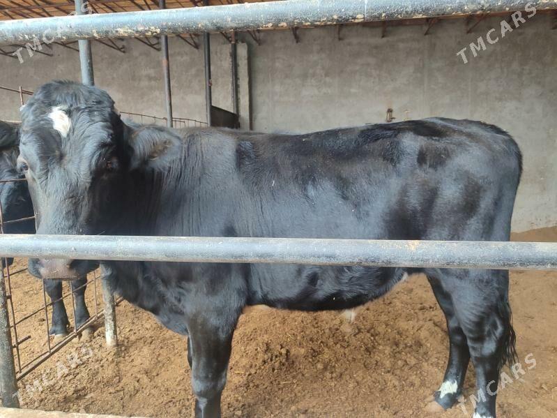 3 саны Окуз черный пёстер - Türkmenabat - img 7