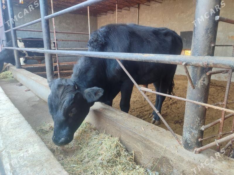 3 саны Окуз черный пёстер - Türkmenabat - img 5