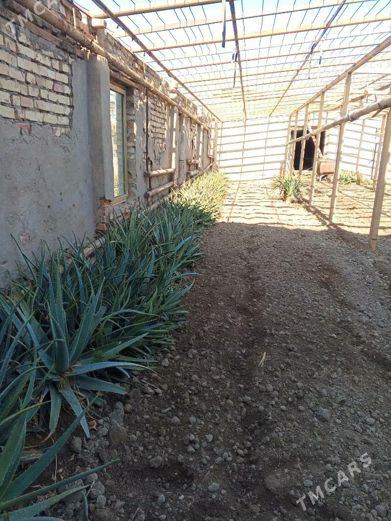 Алое - Türkmenabat - img 3