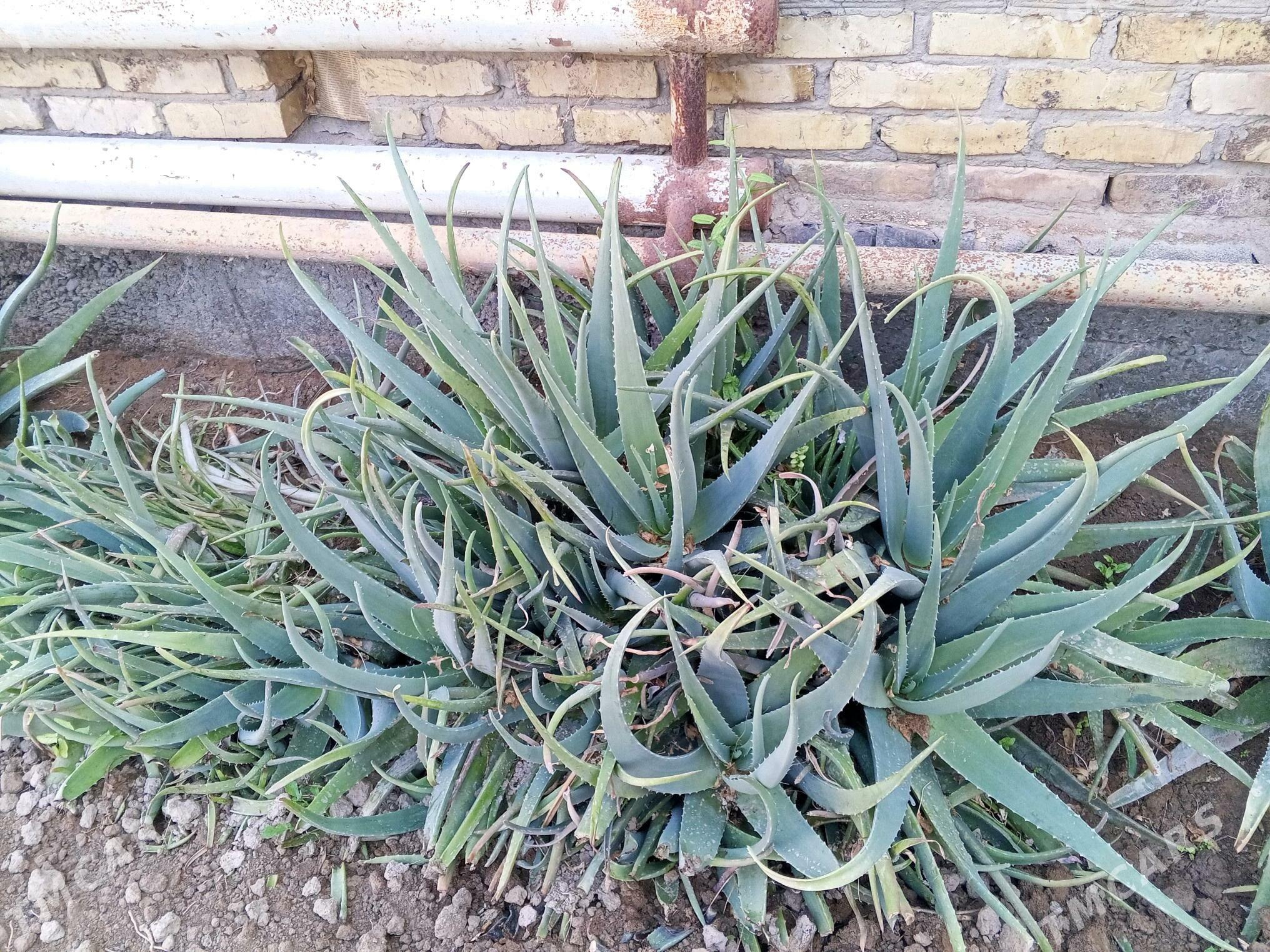 Алое - Türkmenabat - img 7