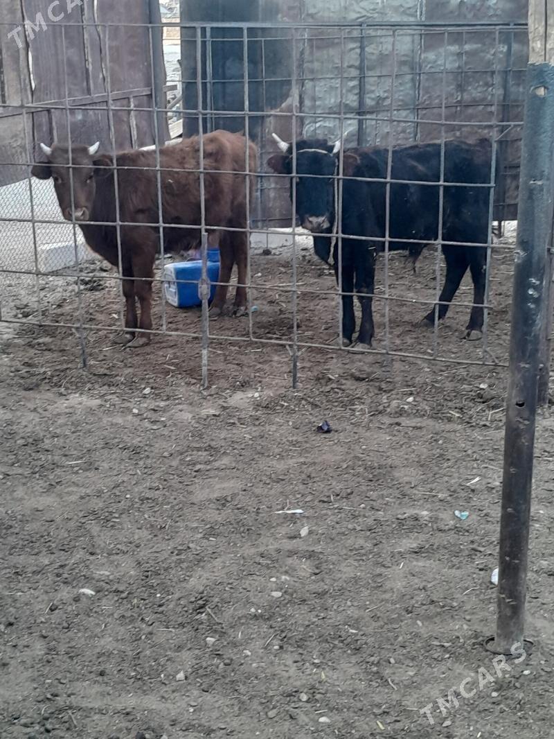 Окуз - Balkanabat - img 1