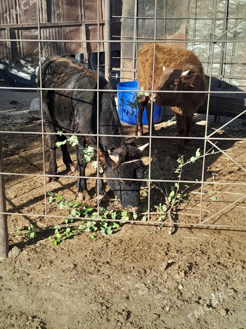 Окуз - Balkanabat - img 2