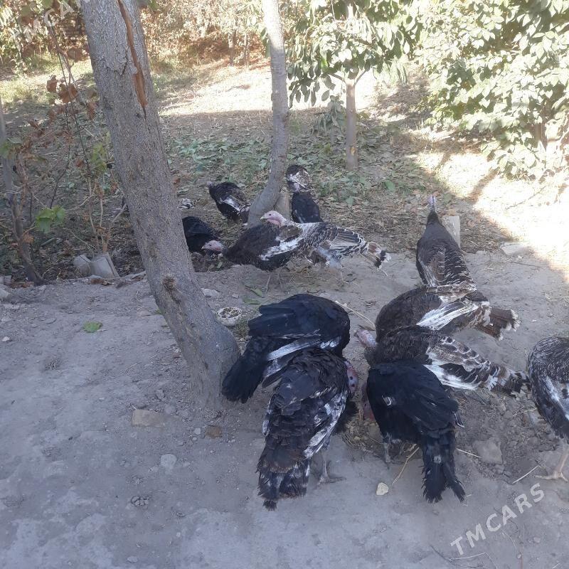 Induklar - Саят - img 2