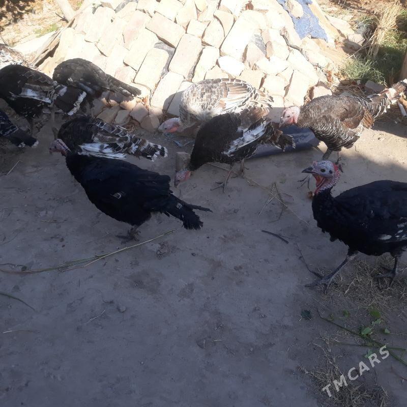 Induklar - Саят - img 4