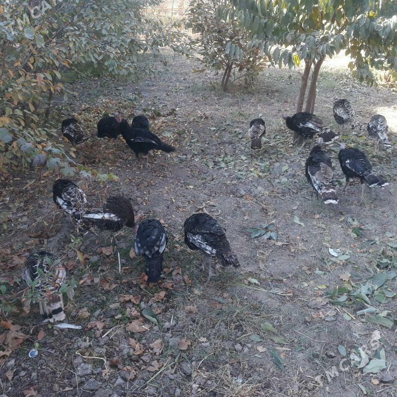 Induklar - Саят - img 3