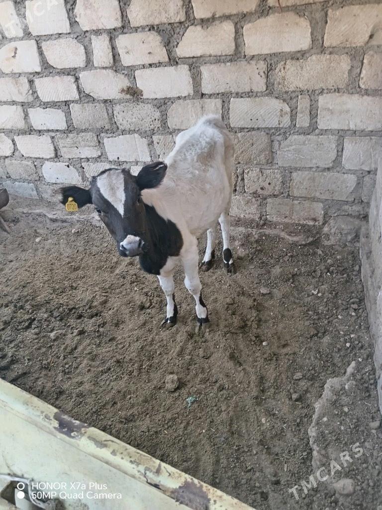 Tana urva - Гумдаг - img 3