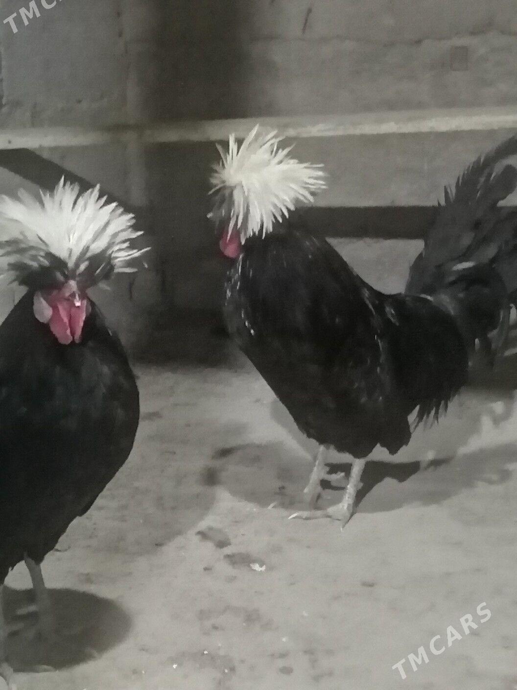 Horaž Ak telpek - Ашхабад - img 3