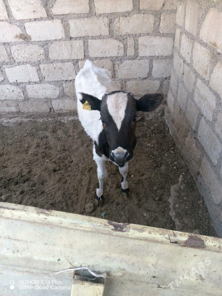 Tana urva - Гумдаг - img 2