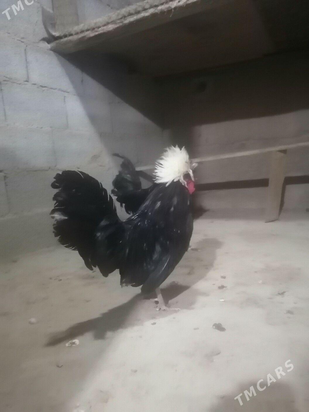 Horaž Ak telpek - Ашхабад - img 4