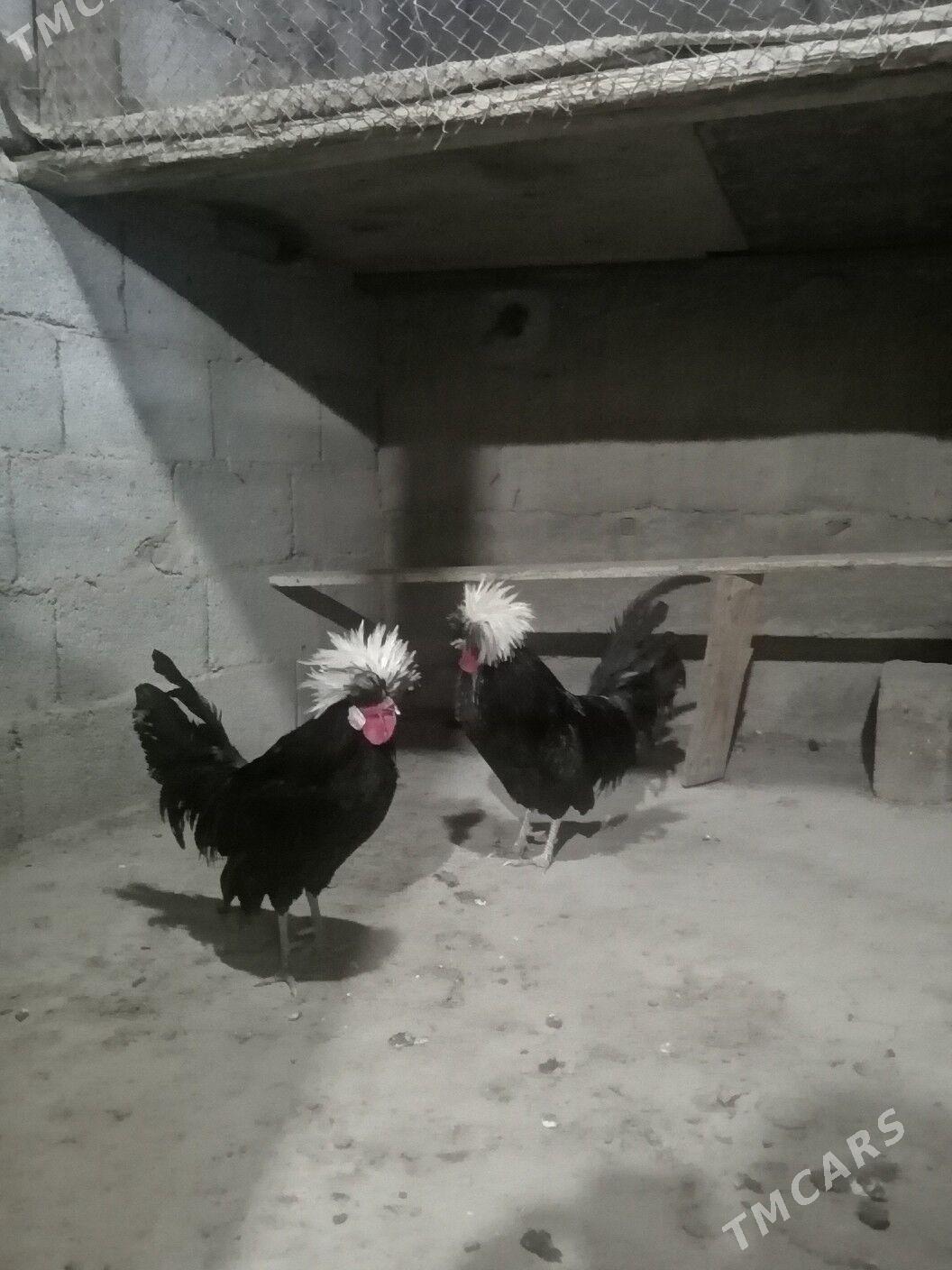 Horaž Ak telpek - Ашхабад - img 2