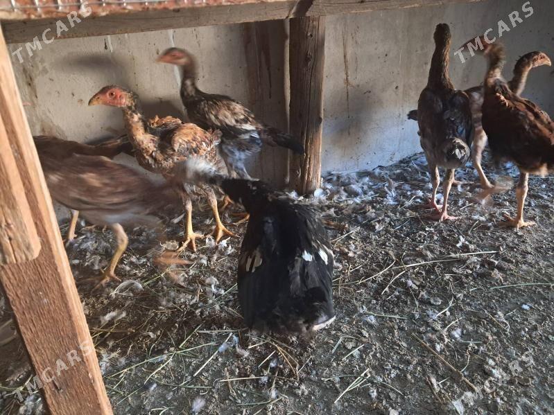 bayes - Туркменабат - img 3