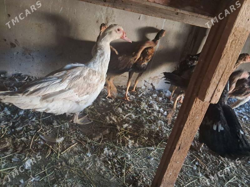 bayes - Туркменабат - img 4