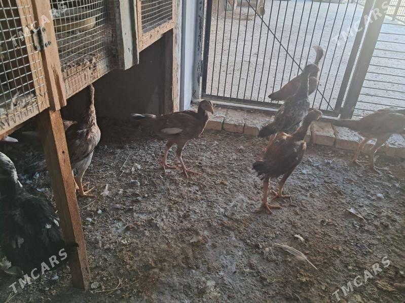 bayes - Туркменабат - img 2