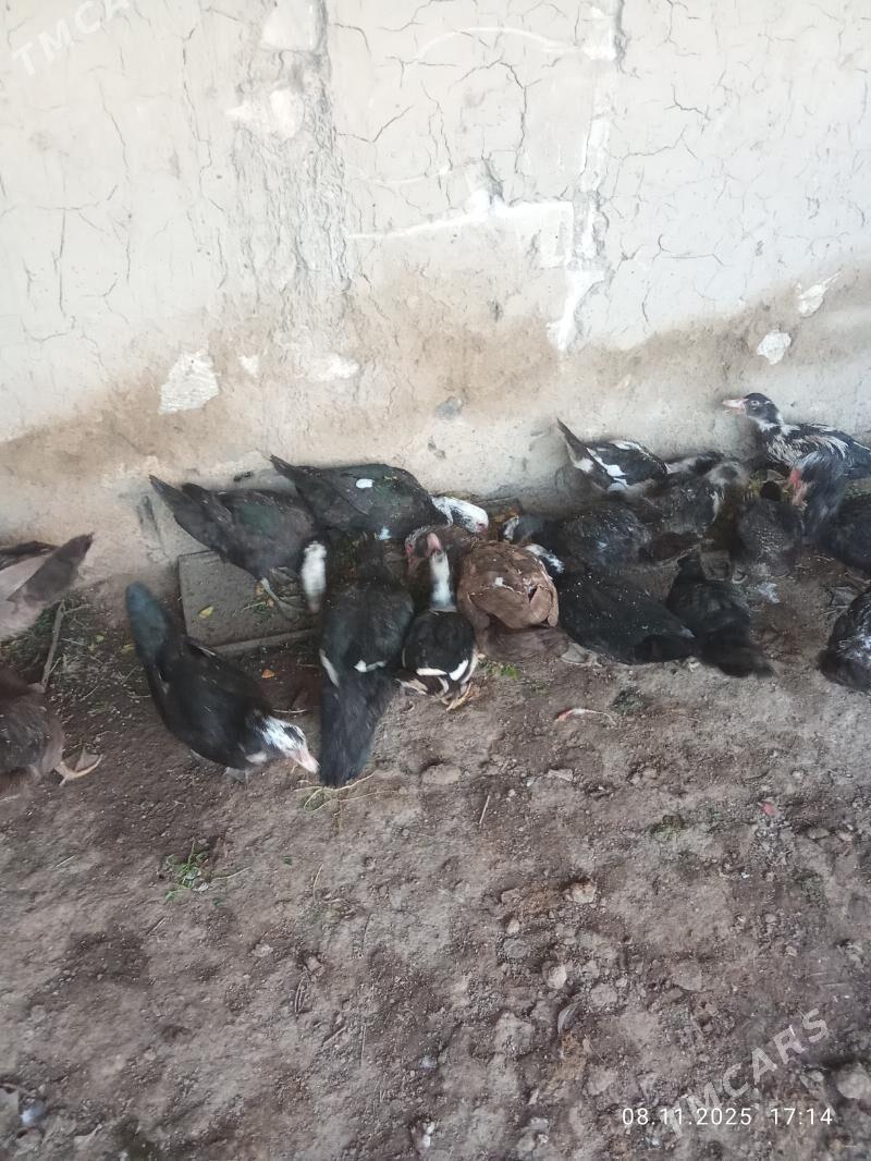 inadwutga - Mary - img 2