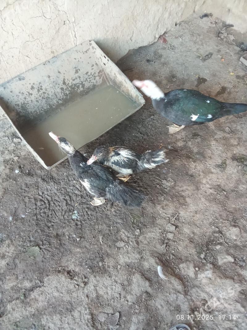 inadwutga - Mary - img 4