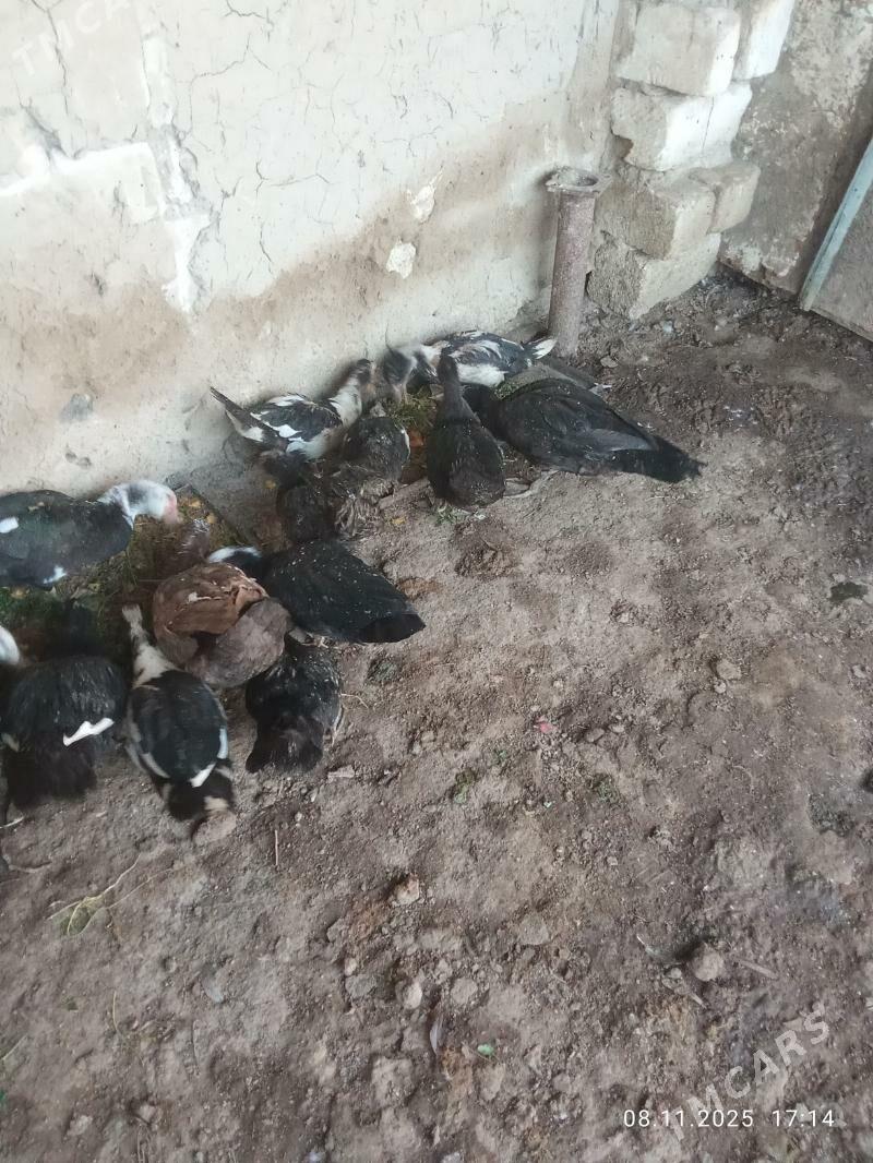 inadwutga - Mary - img 5