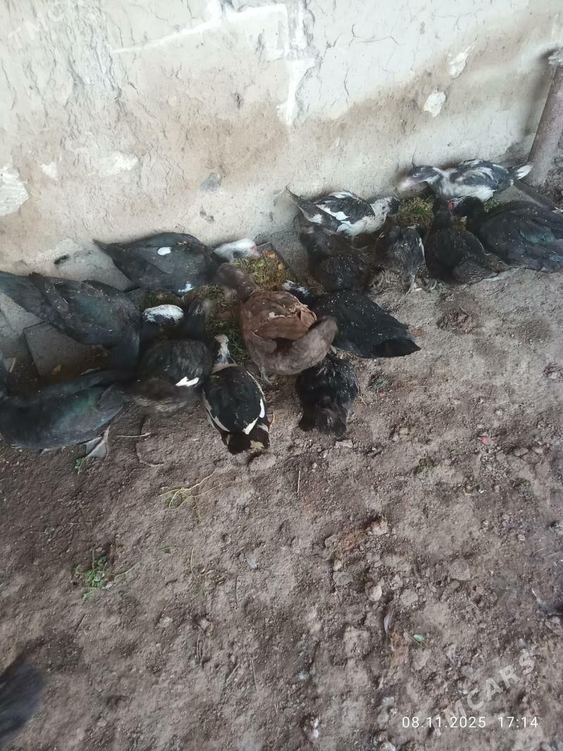 inadwutga - Mary - img 6