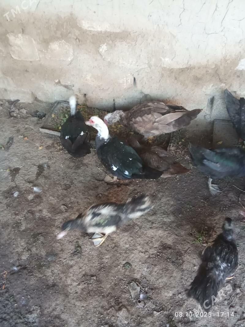 inadwutga - Mary - img 7