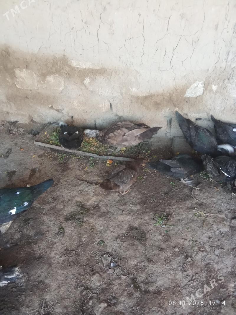 inadwutga - Mary - img 3