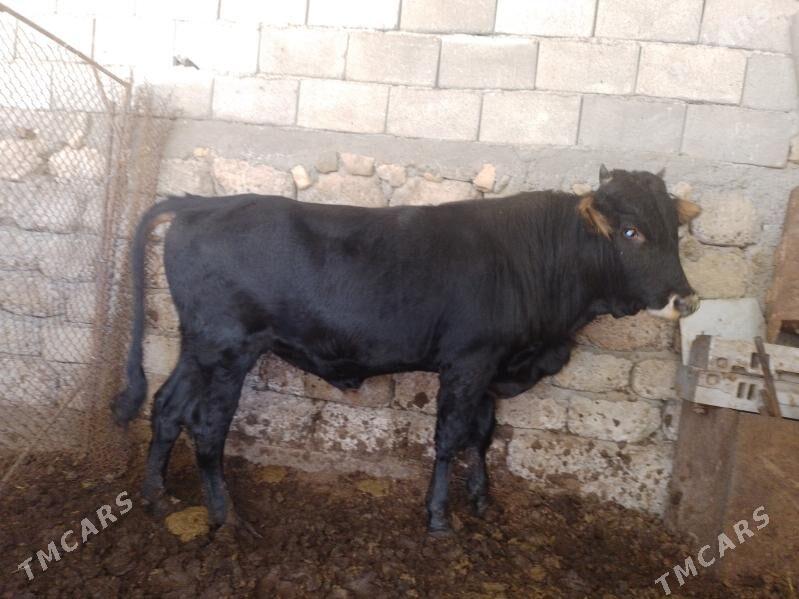 Öküzler - Ak bugdaý etraby - img 3