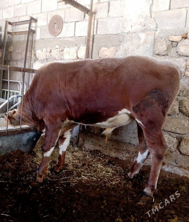 Öküzler - Ak bugdaý etraby - img 9