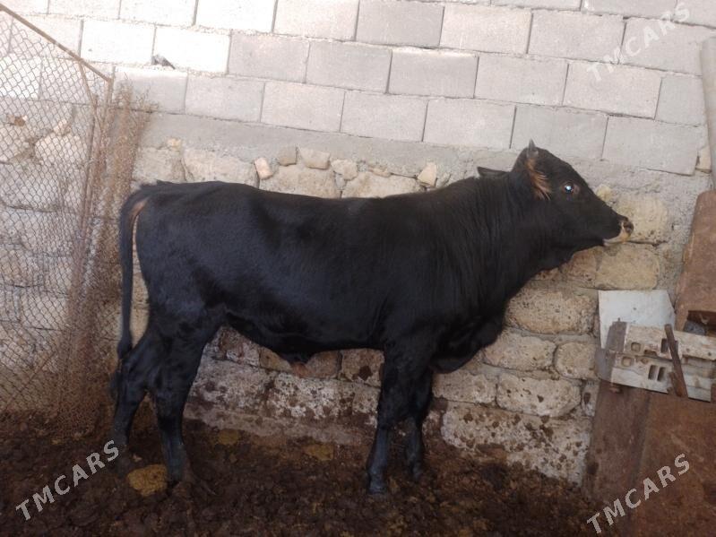 Öküzler - Ak bugdaý etraby - img 5