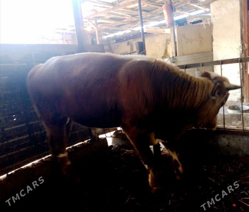 Öküzler - Ak bugdaý etraby - img 10