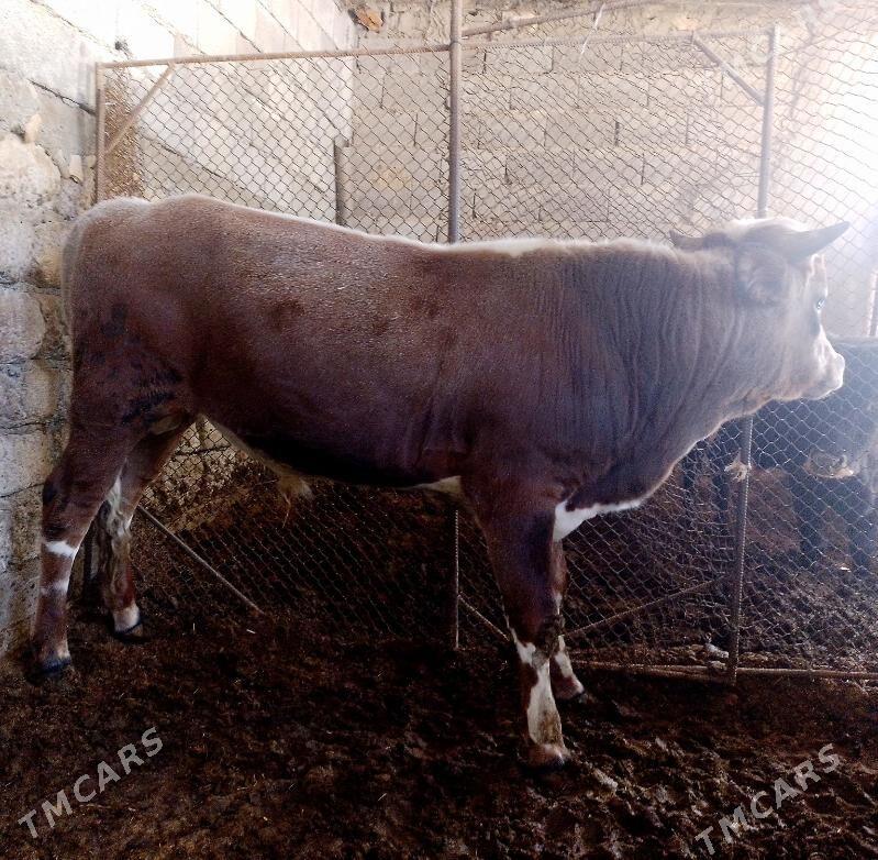 Öküzler - Ak bugdaý etraby - img 6