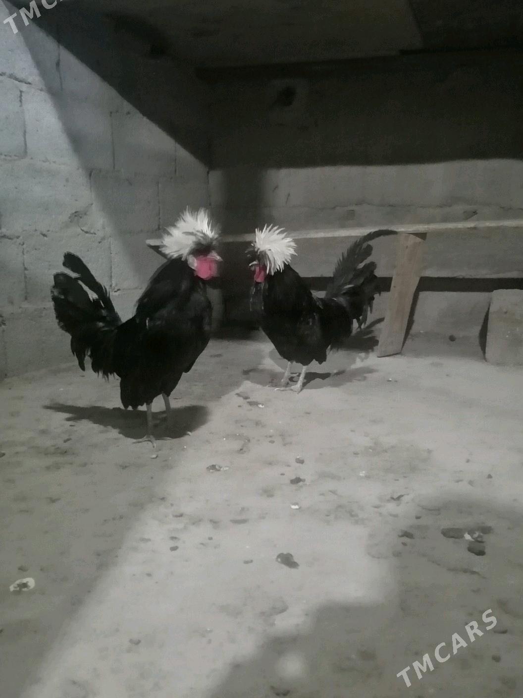 Horaž Ak telpek - Ашхабад - img 5