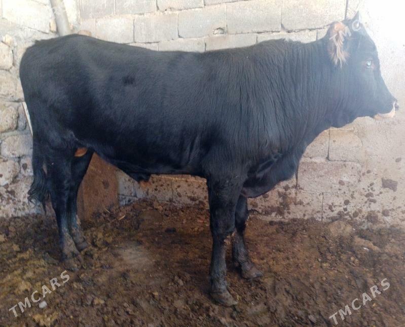 Öküzler - Ak bugdaý etraby - img 1