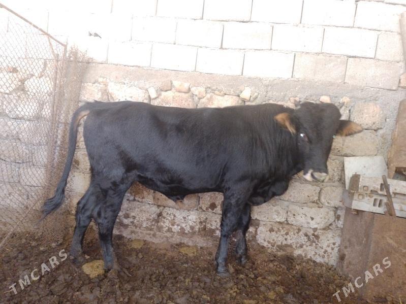 Öküzler - Ak bugdaý etraby - img 4