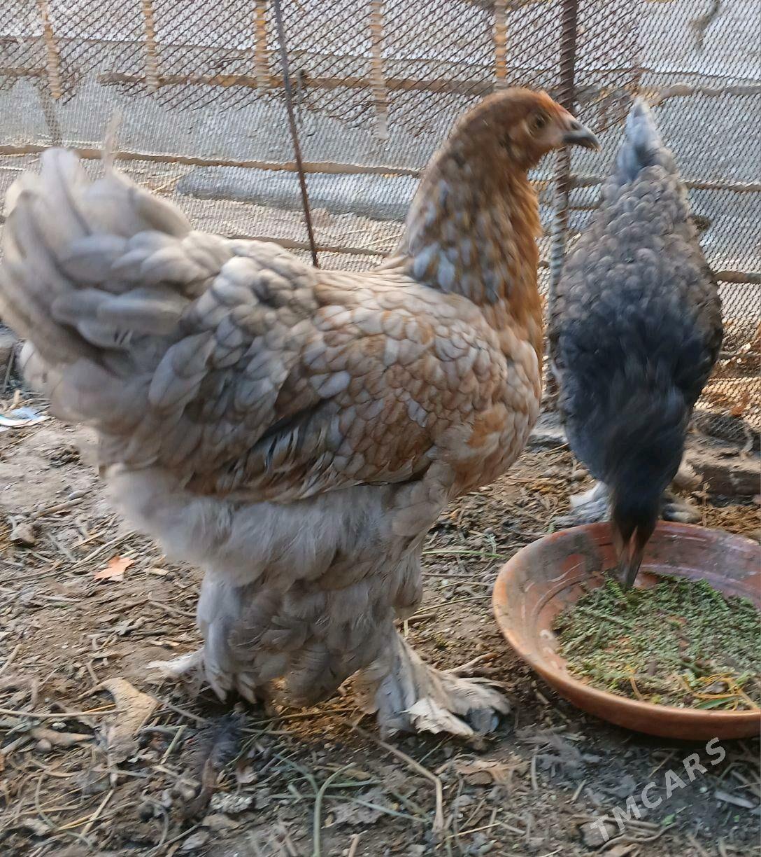 брама brama - Дашогуз - img 3