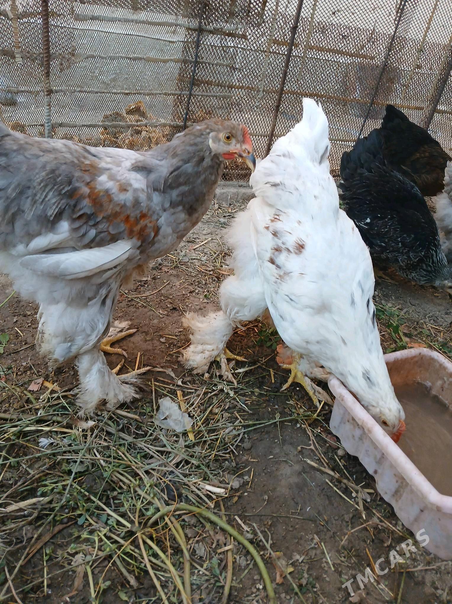 брама brama - Дашогуз - img 4