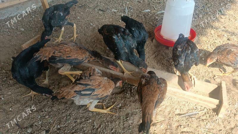 Boysowyý horaz - Mary - img 2