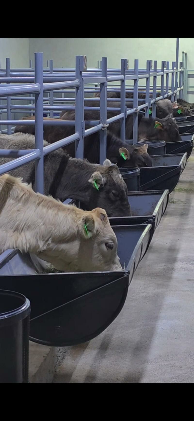 Şiwet Tuweler - Кëши - img 5