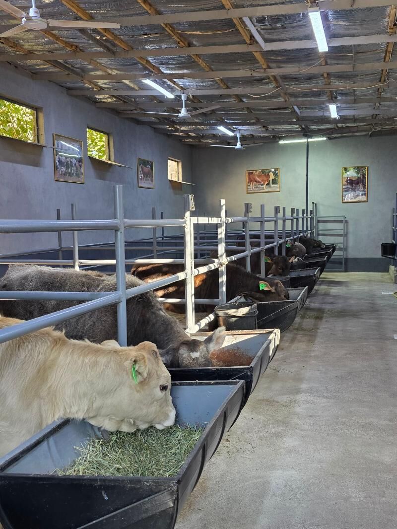 Şiwet Tuweler - Кëши - img 3