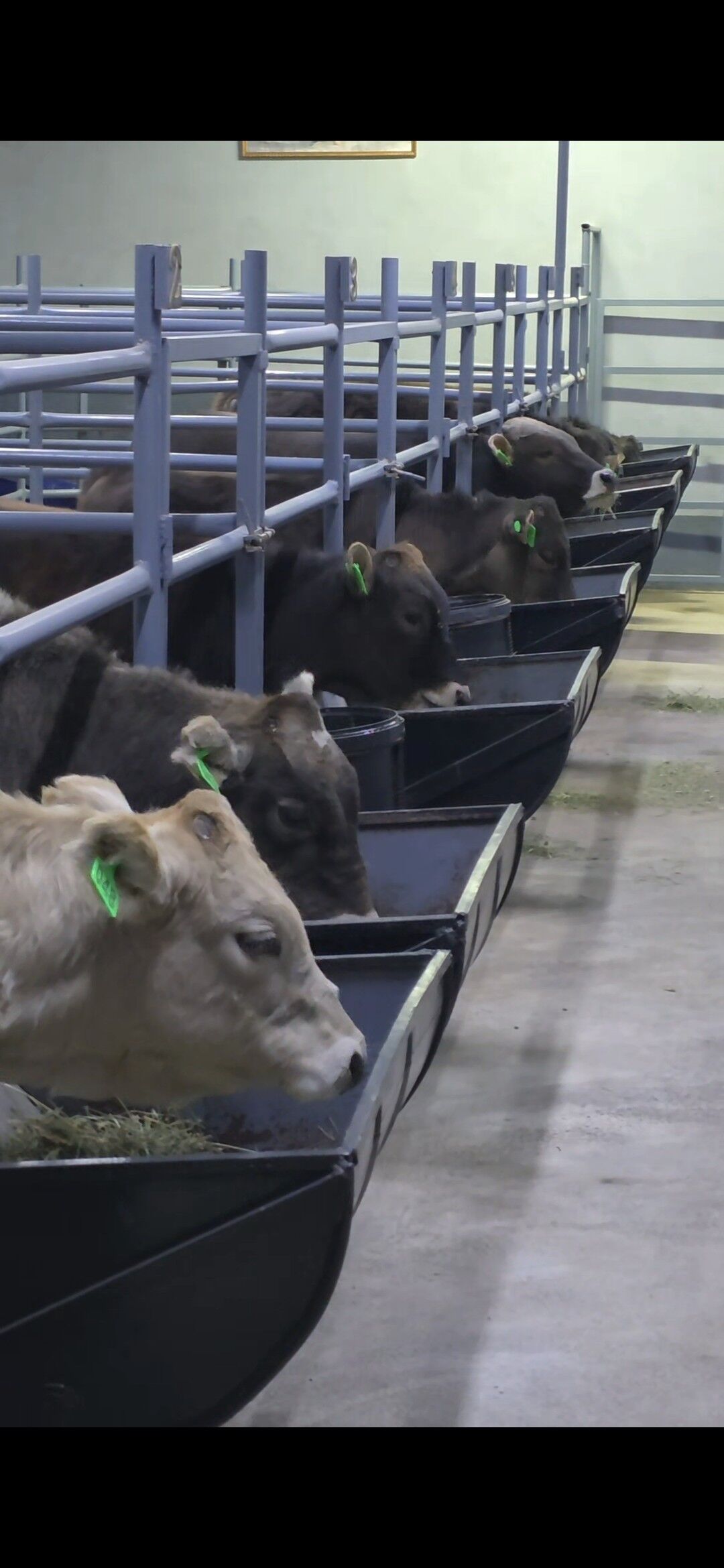 Şiwet Tuweler - Кëши - img 4