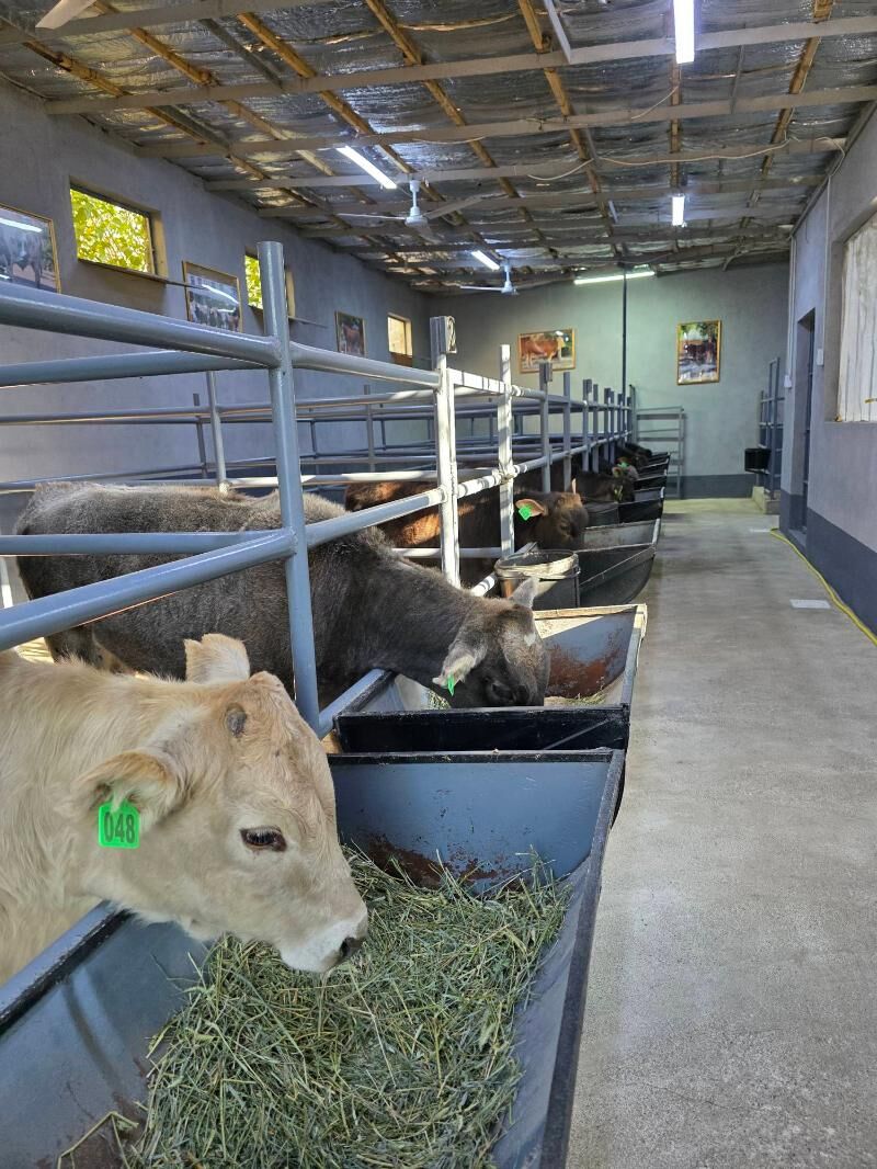 Şiwet Tuweler - Кëши - img 2