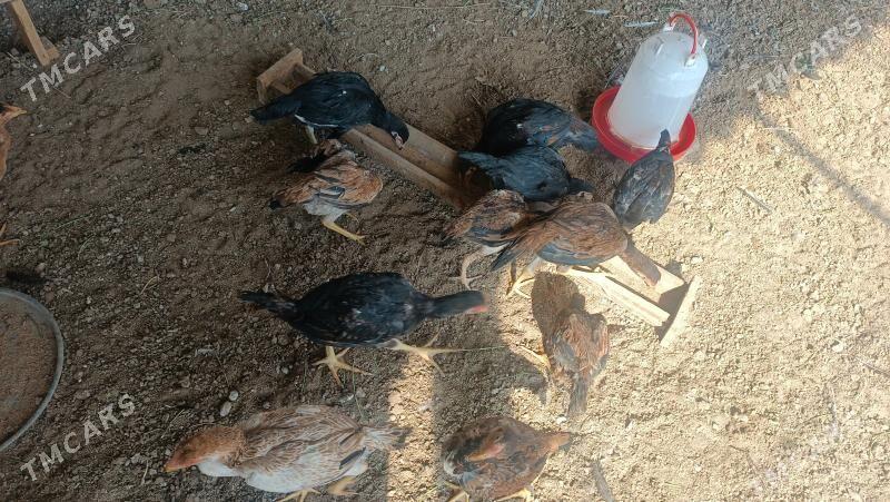 Boysowyý horaz - Mary - img 3