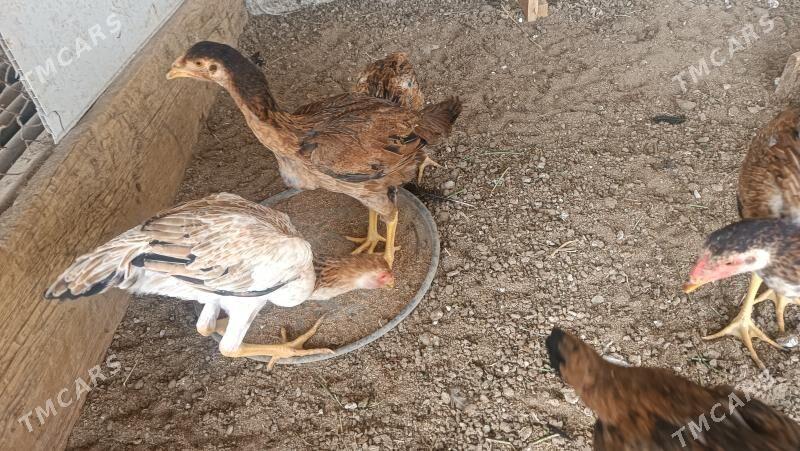 Boysowyý horaz - Mary - img 4