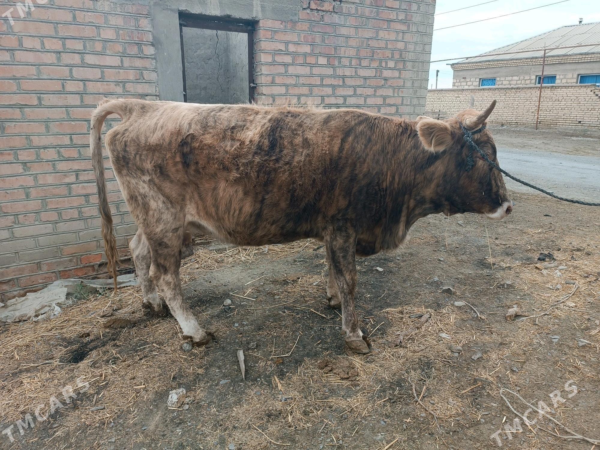 Bakylan Sygyr - Bäherden - img 2