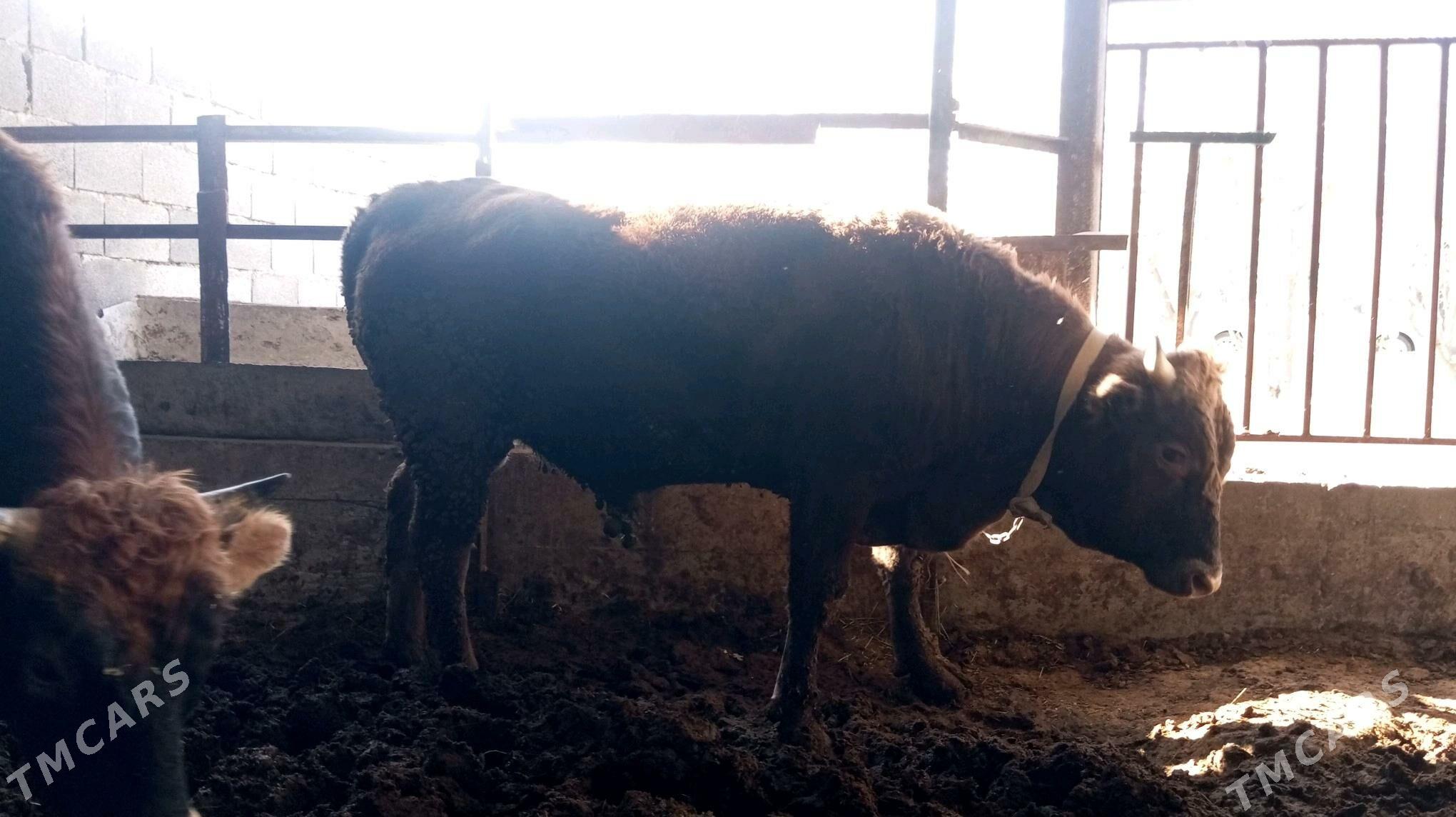 Òkùz - Bäherden - img 4