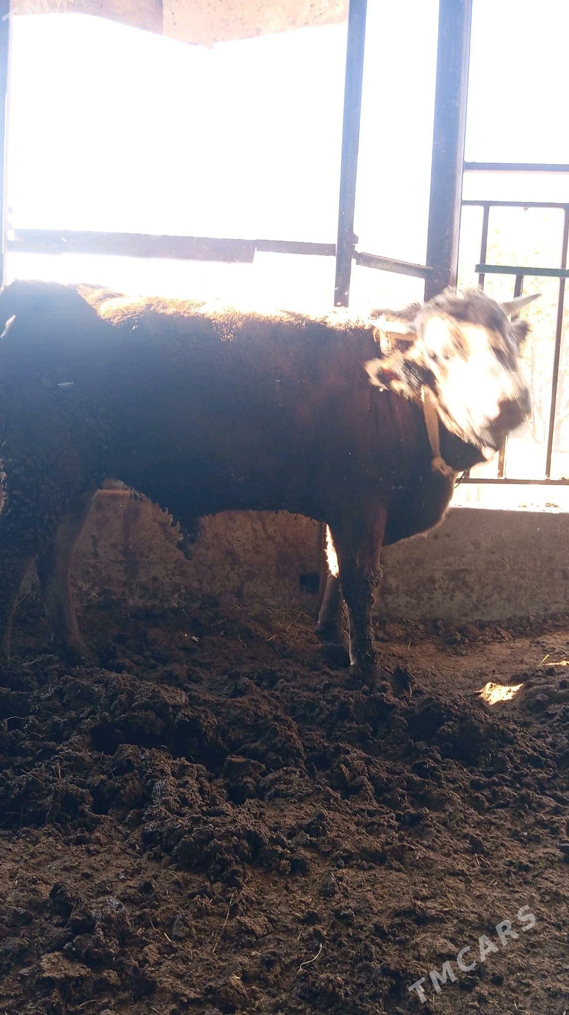 Òkùz - Bäherden - img 5