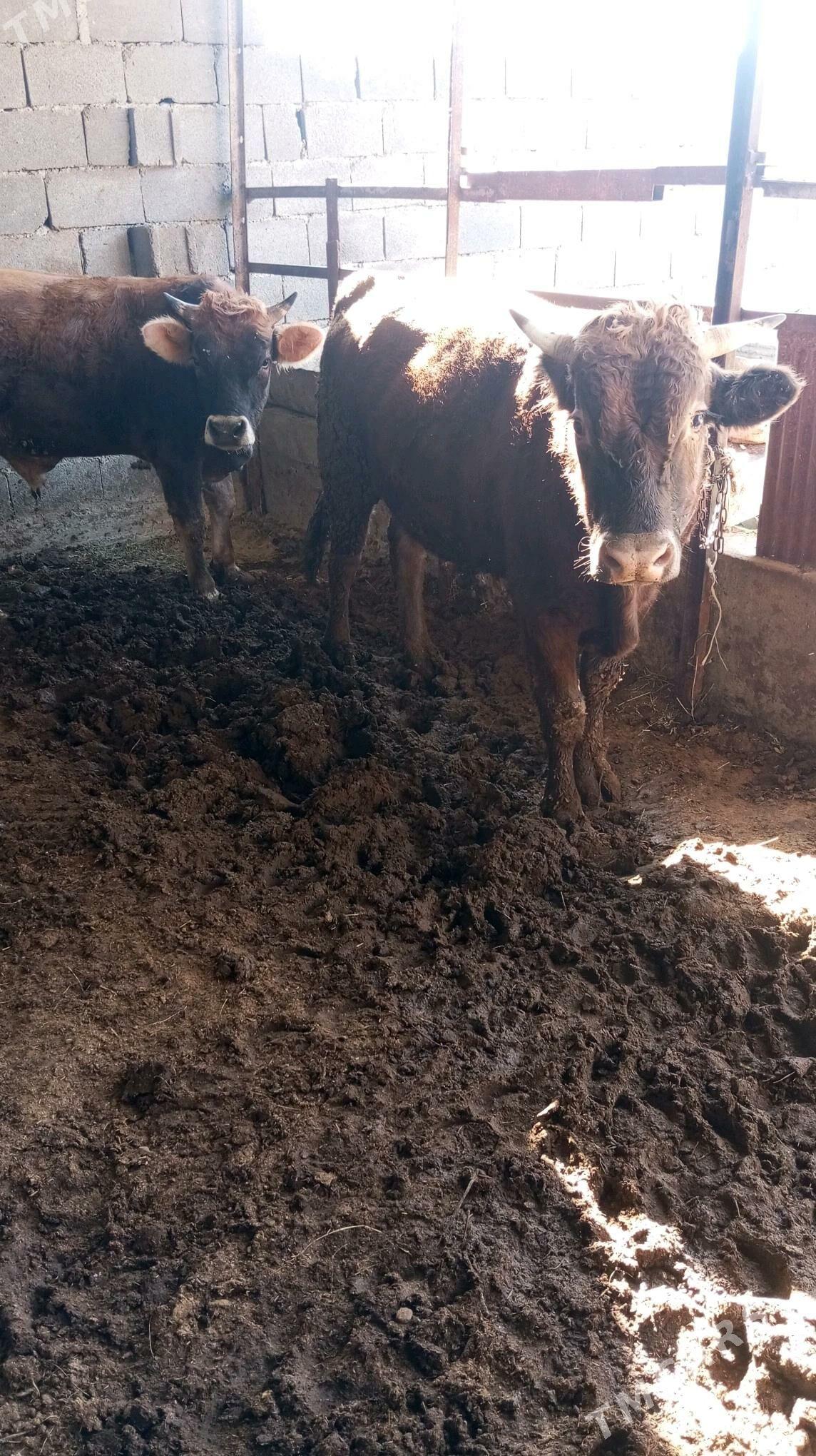 Òkùz - Bäherden - img 2