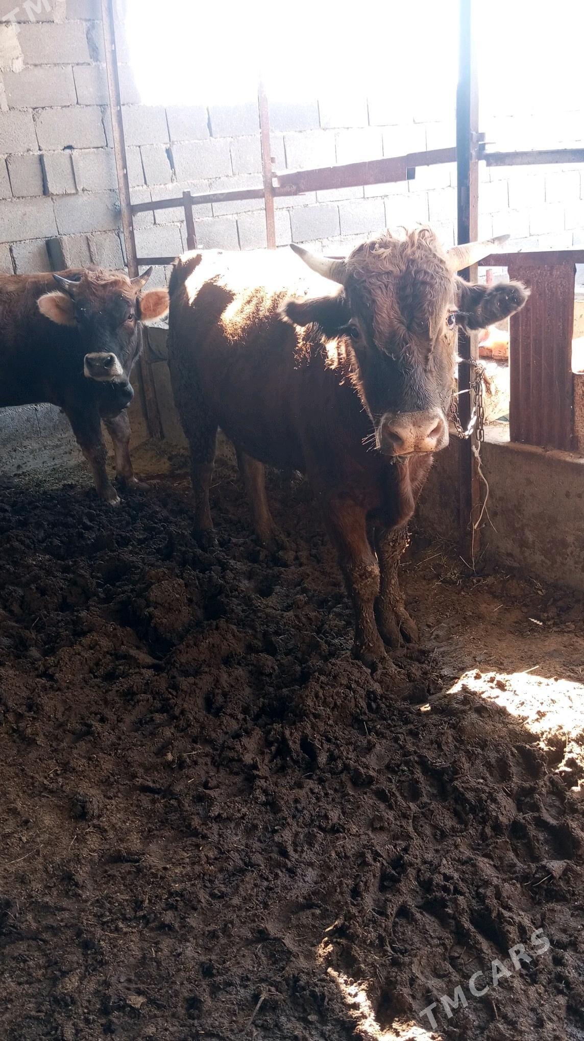 Òkùz - Bäherden - img 3