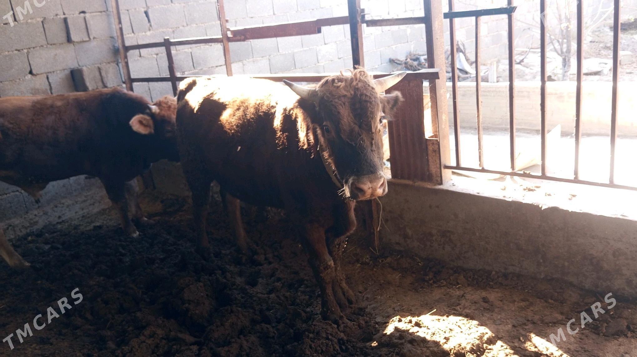 Òkùz - Bäherden - img 7