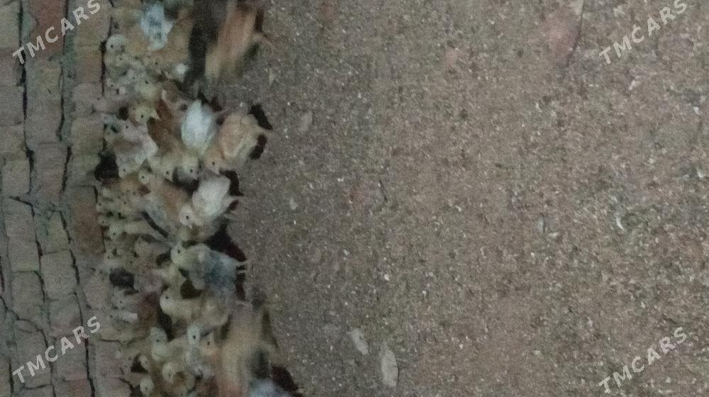 towuk jüje - Kaka - img 2