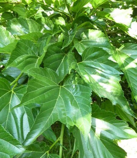 Miweli NAHAL - Täze zaman - img 4