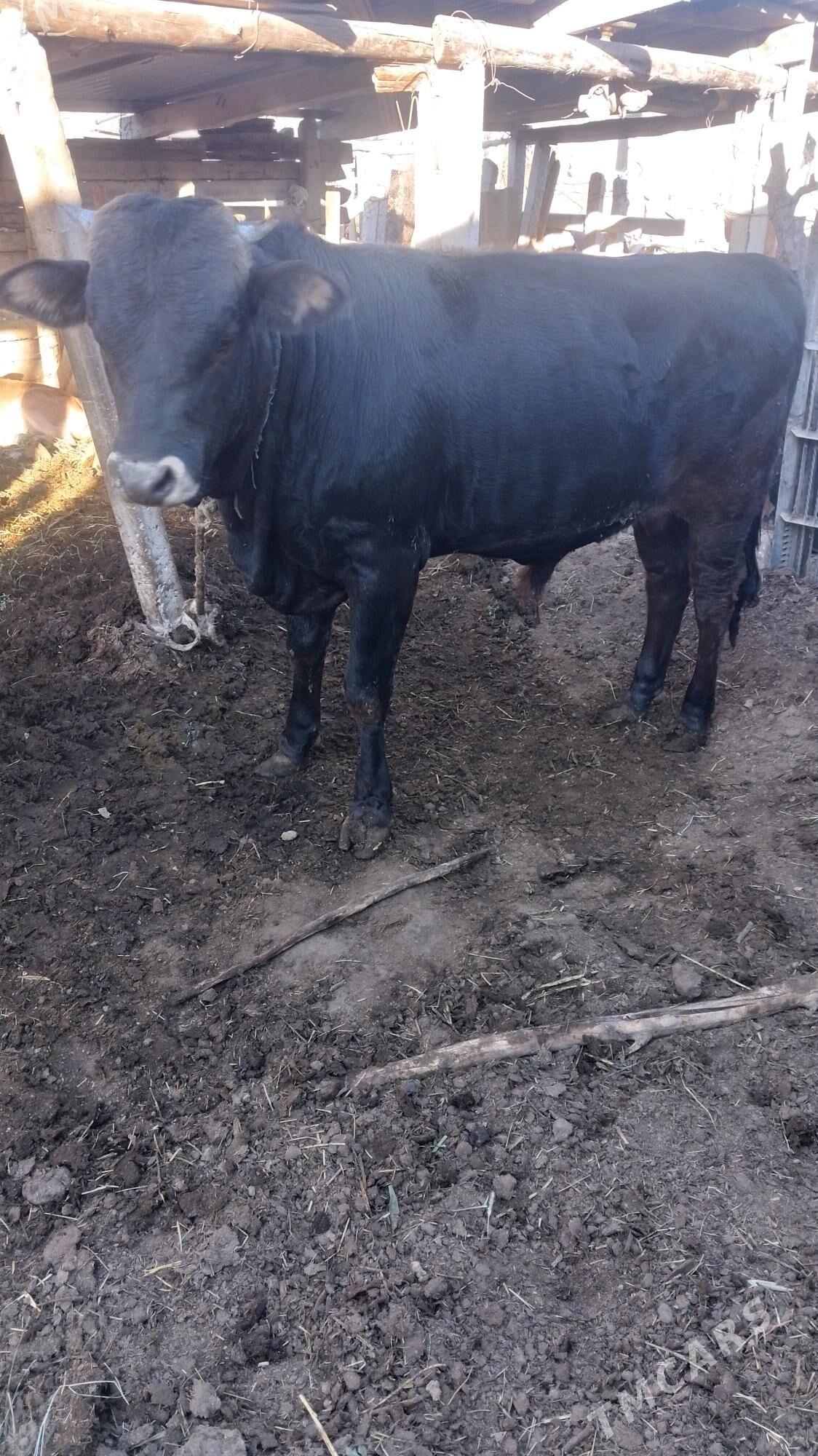 okuz - Ak bugdaý etraby - img 1